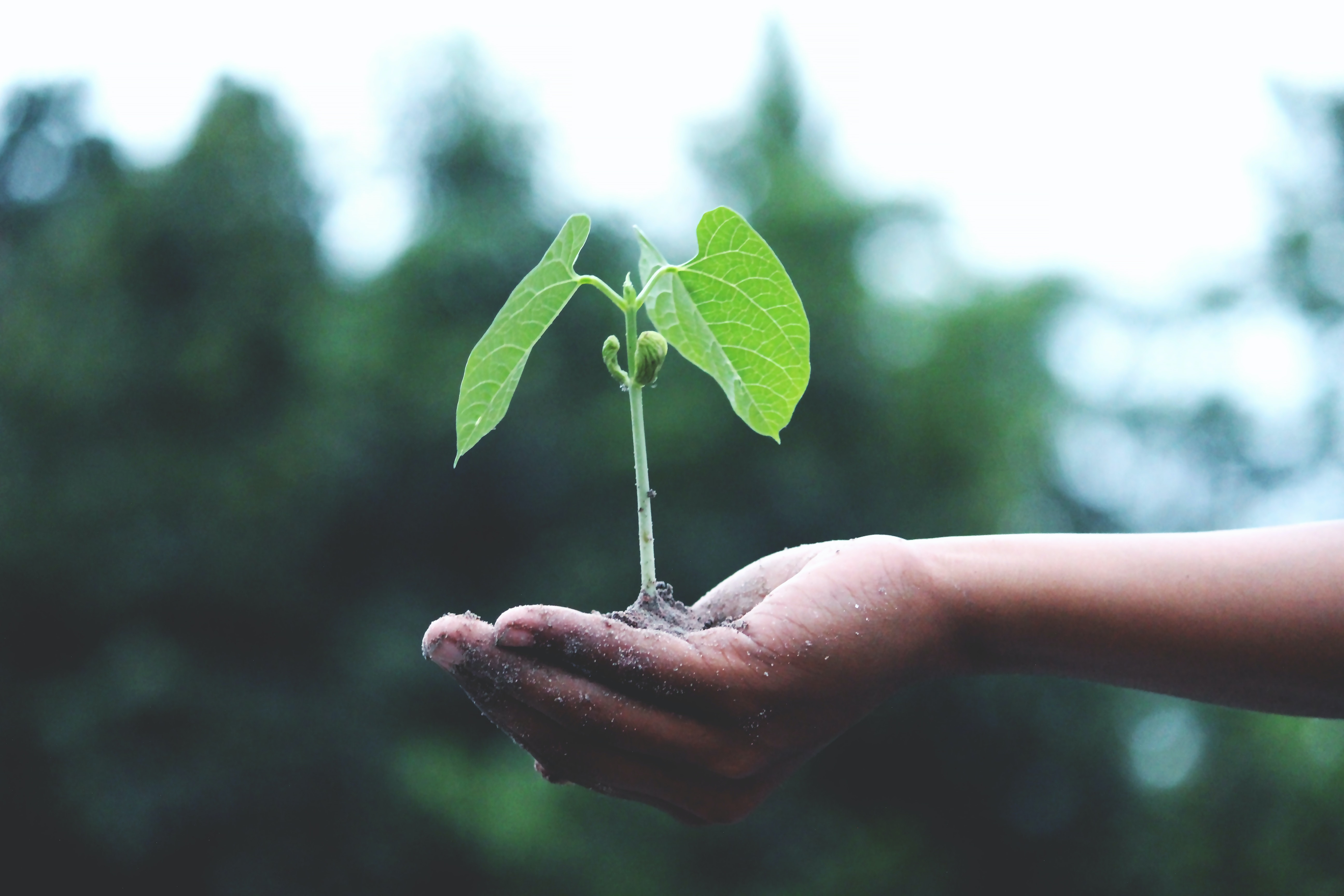 sostenibilidad planta